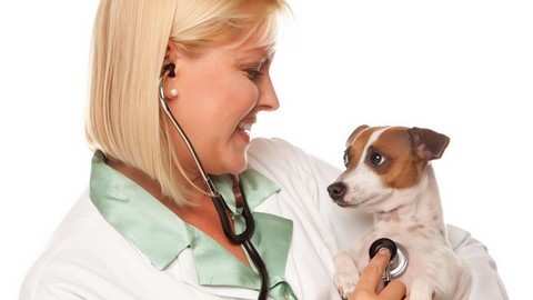 HEALT FOR PET